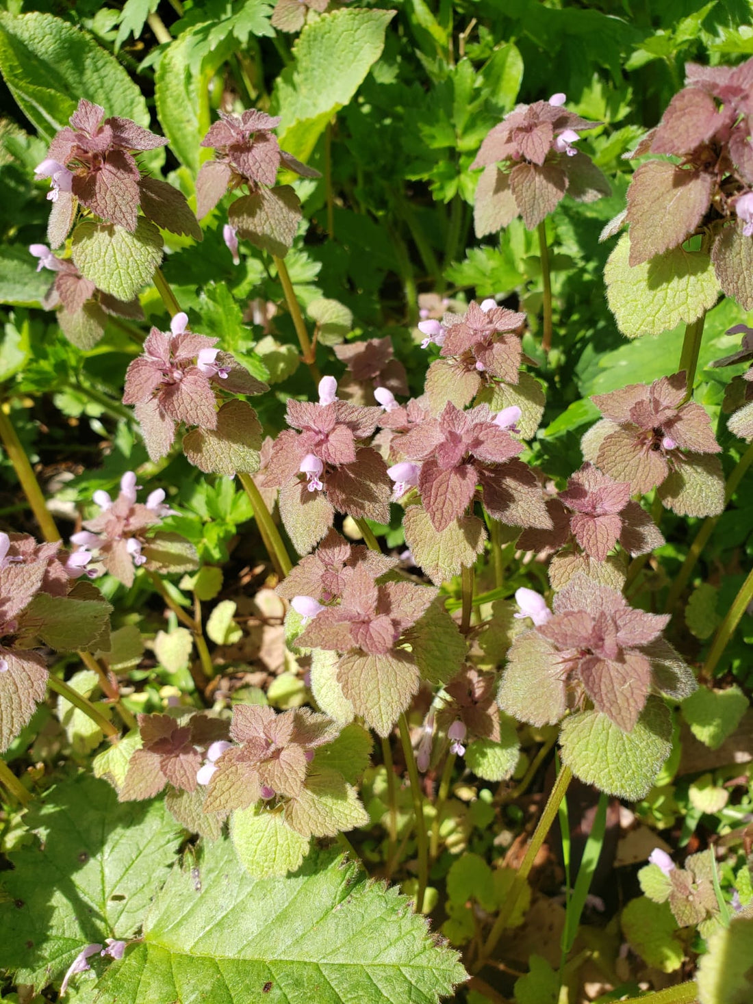 Embracing the Wild: How Native Plants & Weeds Can Make Gardening Easier