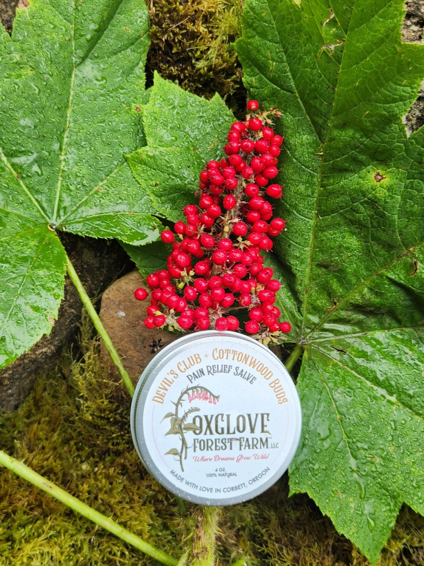 Devil’s Club + Cottonwood Buds Pain Salve